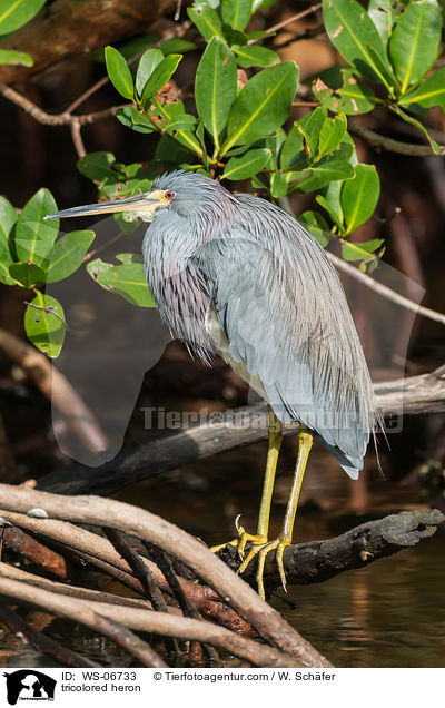 tricolored heron / WS-06733