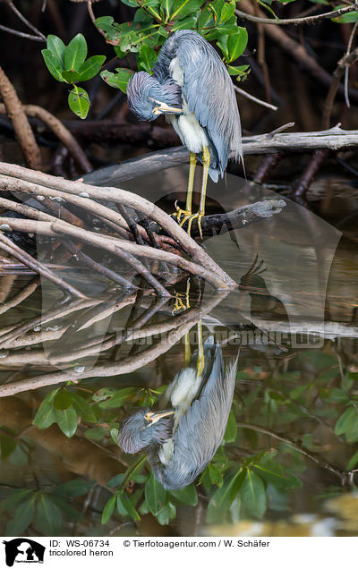 tricolored heron / WS-06734