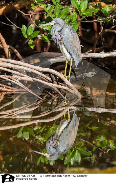 tricolored heron / WS-06735