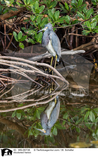 tricolored heron / WS-06736