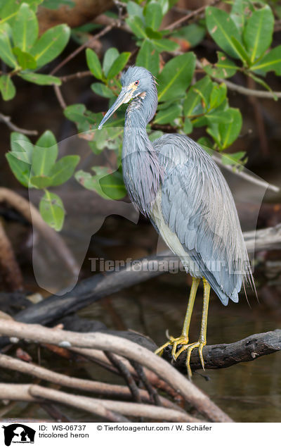 tricolored heron / WS-06737