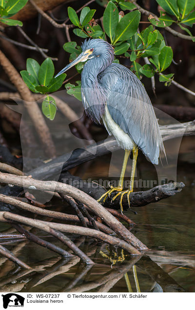 Louisiana heron / WS-07237