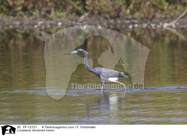 Louisiana tricolored heron / FF-12721