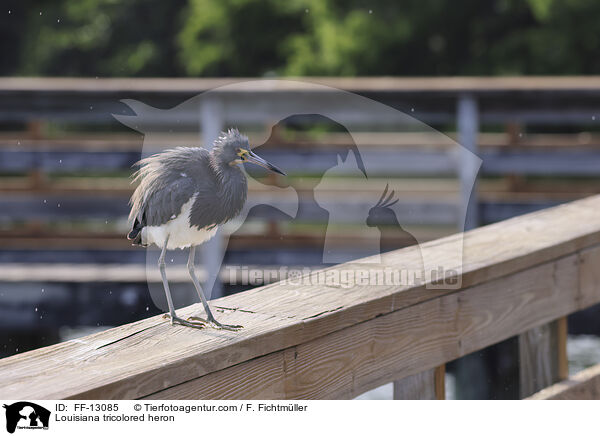Louisiana tricolored heron / FF-13085