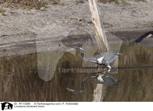 Dreifarbenreiher / Louisiana tricolored heron / FF-13086