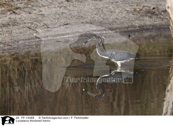 Louisiana tricolored heron / FF-13088