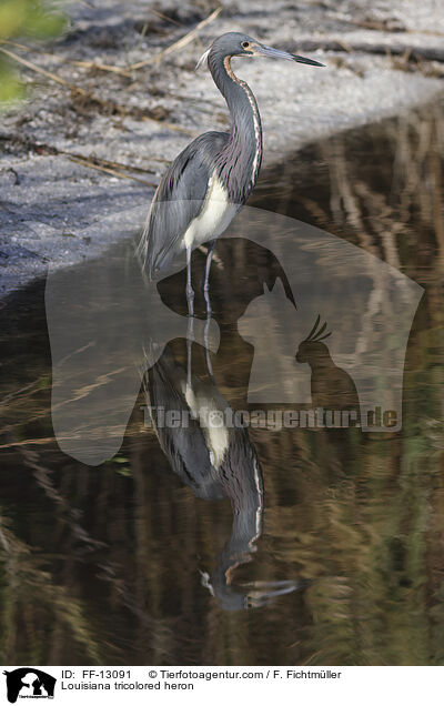 Louisiana tricolored heron / FF-13091