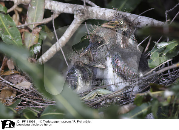 Louisiana tricolored heron / FF-13093