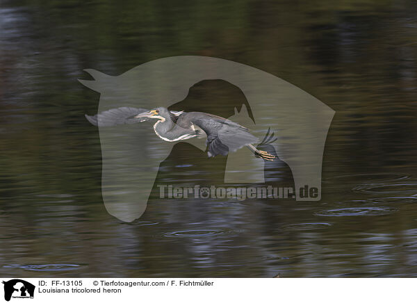 Louisiana tricolored heron / FF-13105