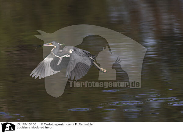 Louisiana tricolored heron / FF-13106