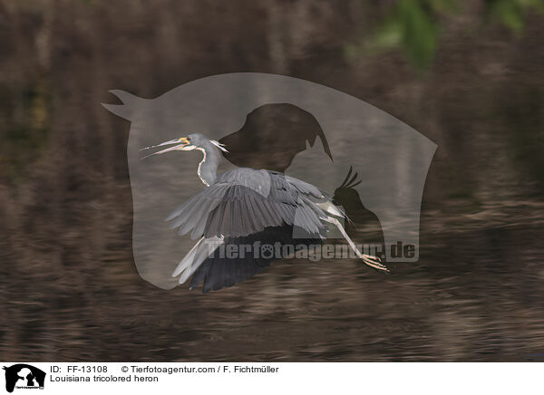 Louisiana tricolored heron / FF-13108