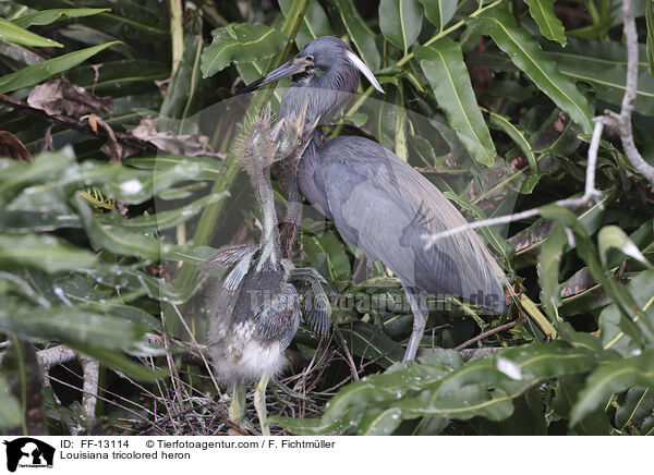 Dreifarbenreiher / Louisiana tricolored heron / FF-13114