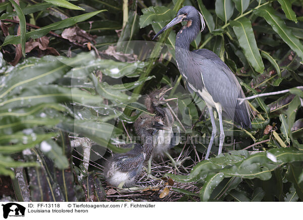 Louisiana tricolored heron / FF-13118