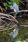 tricolored heron