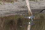 Louisiana tricolored heron