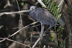 Louisiana tricolored heron