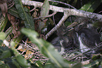 Louisiana tricolored heron