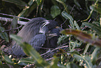 Louisiana tricolored heron