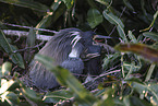 Louisiana tricolored heron