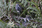 Louisiana tricolored heron