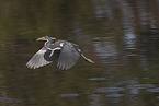 Louisiana tricolored heron