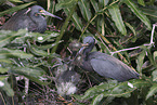 Louisiana tricolored heron