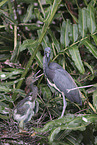 Louisiana tricolored heron