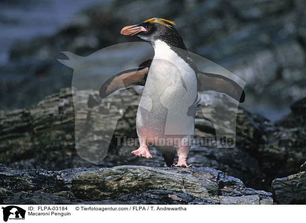 Goldschopfpinguin / Macaroni Penguin / FLPA-03184