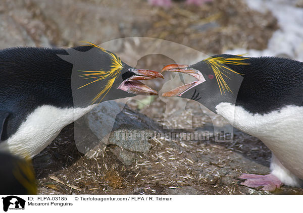 Goldschopfpinguine / Macaroni Penguins / FLPA-03185