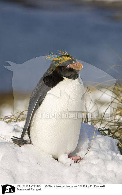 Goldschopfpinguin / Macaroni Penguin / FLPA-03186