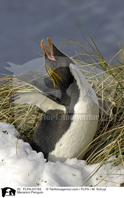 Goldschopfpinguin / Macaroni Penguin / FLPA-03192