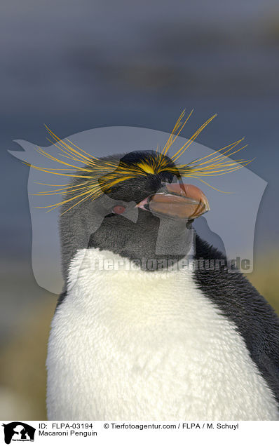 Macaroni Penguin / FLPA-03194