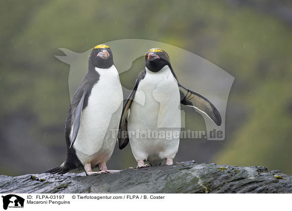 Macaroni Penguins / FLPA-03197