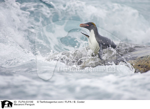 Macaroni Penguin / FLPA-03199