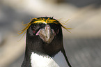 macaroni penguin