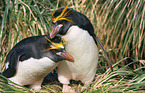 Macaroni Penguins