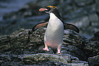 Macaroni Penguin