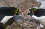 Macaroni Penguins