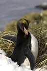 Macaroni Penguin