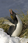 Macaroni Penguin