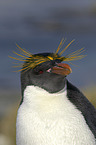 Macaroni Penguin