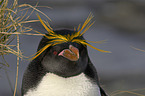 Macaroni Penguin