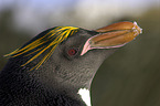 Macaroni Penguin