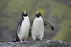 Macaroni Penguins