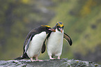 Macaroni Penguins