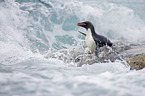 Macaroni Penguin