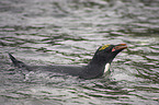 Macaroni Penguin