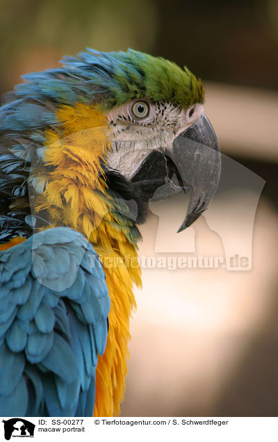macaw portrait / SS-00277