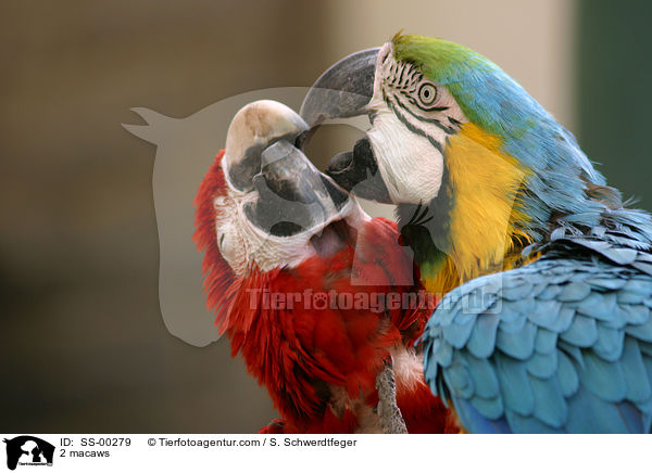 2 macaws / SS-00279