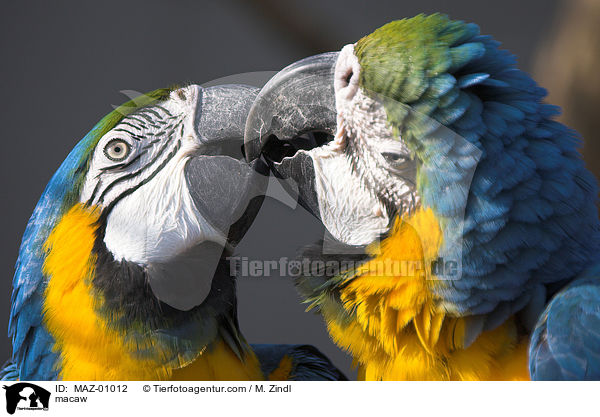Ara / macaw / MAZ-01012